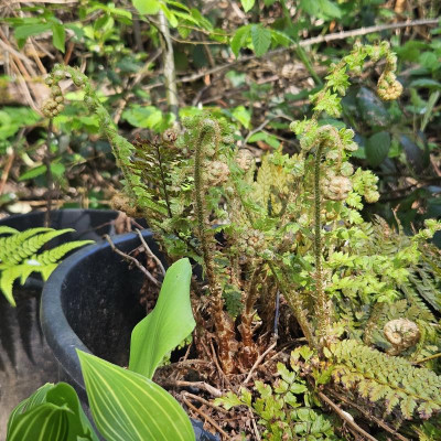Polystichum setiferum Dahlem 20240406_153825.jpg