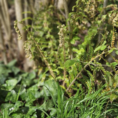 Polystichum x dycei 20240406_154117.jpg