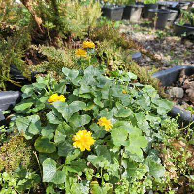 Ranunculus ficaria 'Orangette' 20240406_153209.jpg