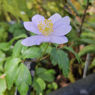 Anemone nemorosa Augusthimmel 20240406_153623.jpg