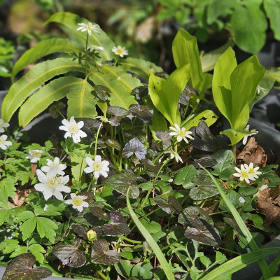 Ranunculus ficaria Black Hussy Anemone nemorosa Convallaria 'Fernwood's Golden Slipper' 20240406_154335.jpg