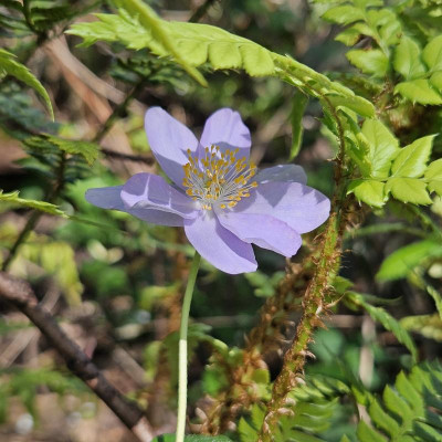 Anemone nemorosa Augusthimmel 20240406_153634.jpg