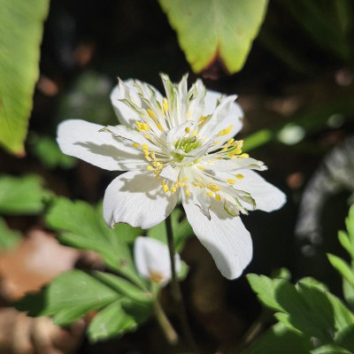 Anemone nemorosa Salt and Pepper 20240406_154738.jpg