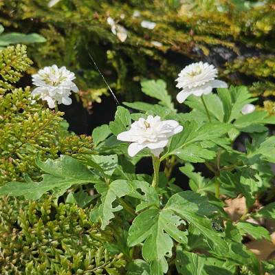 Anemone nemorosa Thekla 20240406_153314.jpg