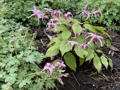 Epimedium Pretty in Pink April 2024.jpg