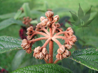 viburnum_rhytidophyllum_01.jpg