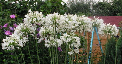 Aga_praecox_albiflorus_010.jpg