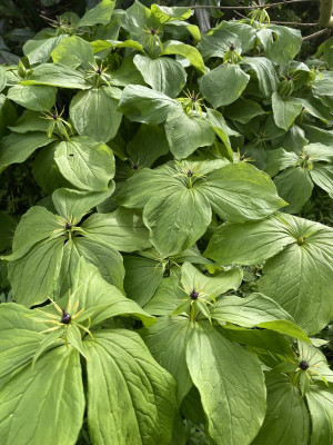 Paris quadrifolia April 2024.jpg