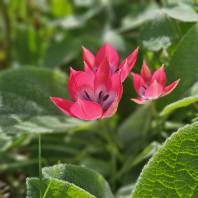 Tulipa humilis Little Beauty 20240406_155512.jpg