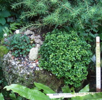 Zwergbuchs3.JPG