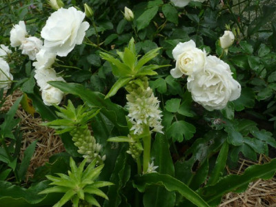 c_eucomis.jpg