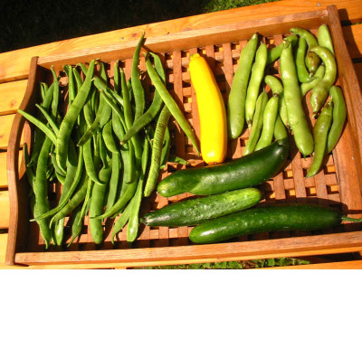 Ernte_30.07.08.jpg