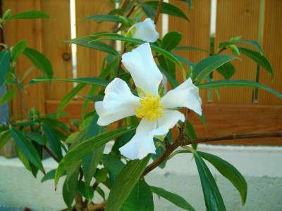 Fluviatilis_forum-pur3.jpg