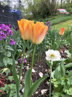IMG_3405.jpeg