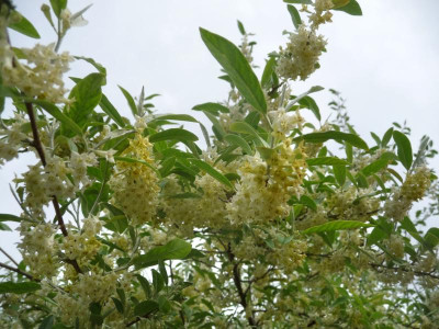 Elaeagnus umbellata 2.jpg