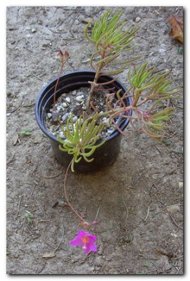 Blumen2oo8_0011.jpg