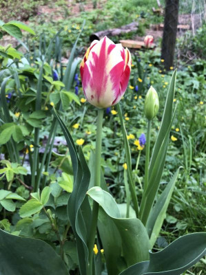 IMG_3410.jpeg