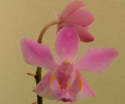orchi_pulcherrima.jpg