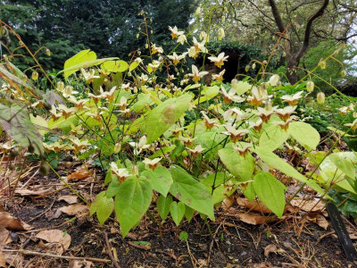 Epimedium Pidiwidi 2.jpg