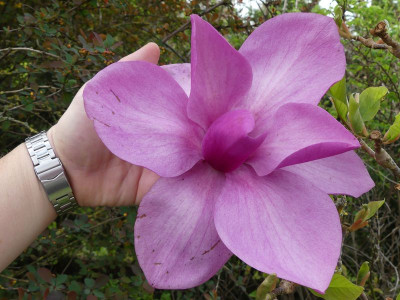 2024-04-07 Magnolia 'Royal Purple' 1.jpg