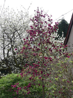 2024-04-07 Magnolia 'Genie' 1.jpg