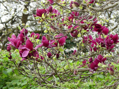 2024-04-07 Magnolia 'Genie' 4.jpg