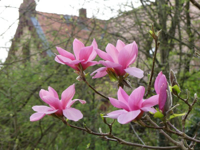 2024-04-07 Magnolia 'Blushing Belle' 4.jpg