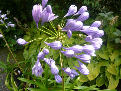 A.-Flore-Pleno-1-.jpg