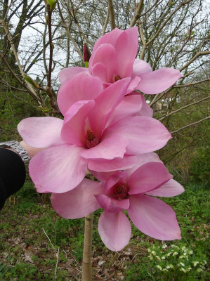 2024-04-07 Magnolia 'Blushing Belle' 3.jpg