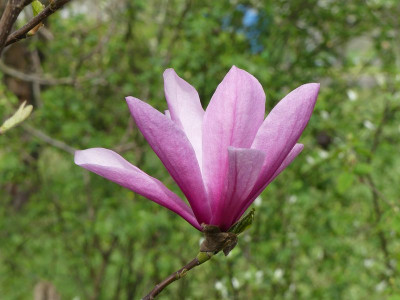 2024-04-07 Magnolia 'Galaxy' 1.jpg