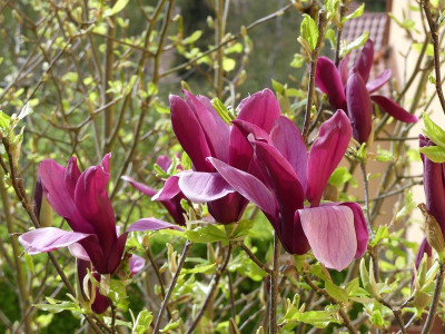 2024-04-07 Magnolia liliiflora 'Nigra' 1.jpg