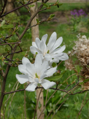 2024-04-07 Magnolia 'Scented Silver' 1.jpg