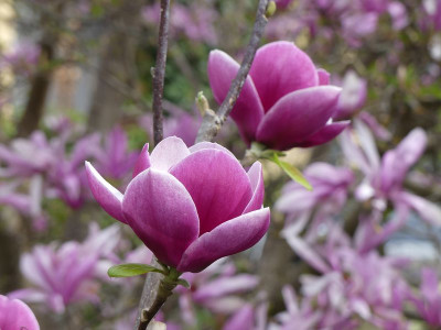 2024-04-07 Magnolia 'Venus' 1.jpg