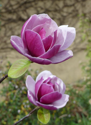 2024-04-07 Magnolia 'Venus' 2.jpg