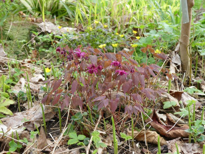 2024-04-07 Epimedium 'Circe'.jpg