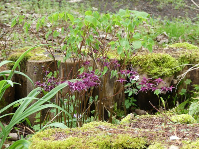 2024-04-07 Epimedium 'Kodai Murasaki'.jpg