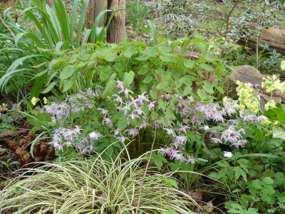 2024-04-07 Epimedium 'Lilac Seedling' 3.jpg