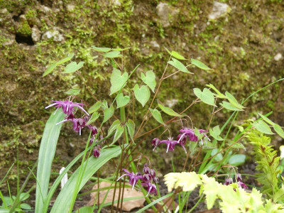 2024-04-07 Epimedium 'Mars'.jpg