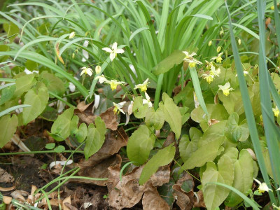 2024-04-07 Epimedium 'Totness Turbo'.jpg