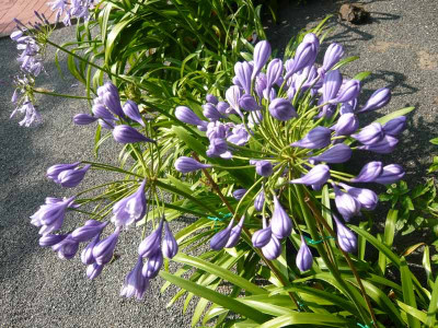 A.-Flore-Pleno-2-.jpg