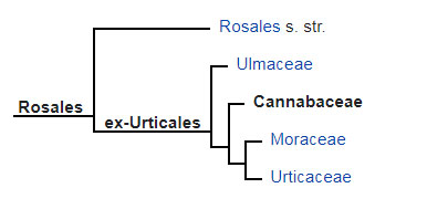 Cannabaceae-Moraceae.jpg