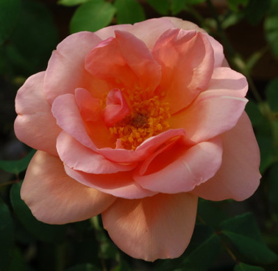 Belle_Cuivree_0010__33991.jpg