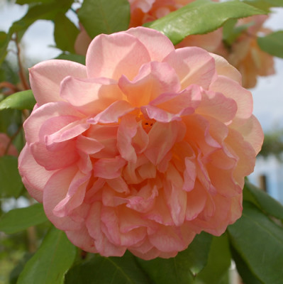 Desprez_a_fleurs_jaunes_0010__T2_34119.jpg