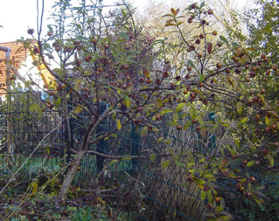 Mispel_Herbst_2-k.jpg