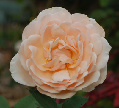 Claire_de_Lune_0010__H_34062.jpg