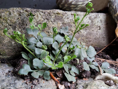Asplenium ruta muraria.jpg