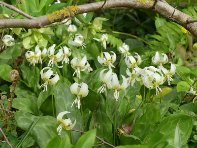 2024-04-07 Erythronium 'White Beauty' 1.jpg