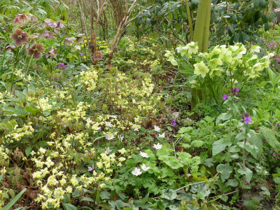 2024-04-07 Gartenimpressionen 6.jpg