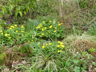 2024-04-07 Gartenimpressionen 7.jpg