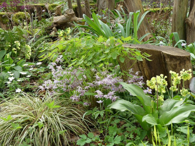2024-04-07 Gartenimpressionen 13.jpg